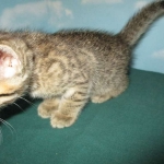 Savannah, Brown (black) spotted, Female, DOB 6-3-17