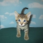 Savannah, Brown (black) spotted, Female, DOB 6-3-17