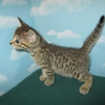 Savannah, Brown (black) spotted, Female, DOB 6-3-17