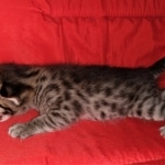 Savannah, F-2B, BST, Female DOB 1-20-20