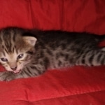 Savannah, F-2B, BST, Female DOB 1-20-20