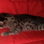 Savannah, F-2B, BST, Female DOB 1-20-20