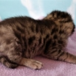 Savannah, F-2B, BST, Female DOB 1-20-20