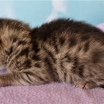 Savannah, F-2B, BST, Female DOB 1-20-20