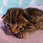 Savannah, F-2B, BST, Female DOB 1-20-20