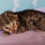 Savannah, F-2B, BST, Female DOB 1-20-20