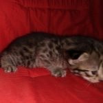 Savannah, F-2B, BST, Female DOB 1-20-20