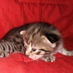 Savannah, F-2B, BST, Female DOB 1-20-20