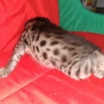 Savannah, F-2B, BST, Female DOB 1-20-20