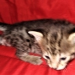 Savannah, F-2B, BST, Female DOB 1-20-20