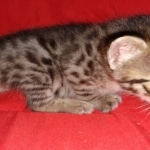 Savannah, F-2B, BST, Female DOB 1-20-20