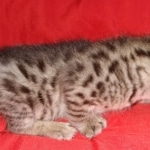 Savannah, F-2B, BST, Female DOB 1-20-20