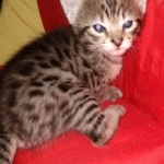 Savannah, F-2B, BST, Female DOB 1-20-20