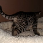 Savannah, F-2B, BST, Female DOB 1-20-20