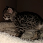 Savannah, F-2B, BST, Female DOB 1-20-20