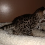 Savannah, F-2B, BST, Female DOB 1-20-20