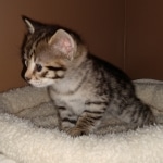 Savannah, F-2B, BST, Female DOB 1-20-20