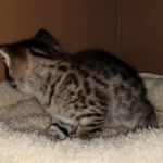 Savannah, F-2B, BST, Female DOB 1-20-20