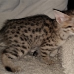 Savannah, F-2B, BST, Female DOB 1-20-20