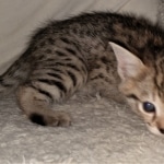 Savannah, F-2B, BST, Female DOB 1-20-20