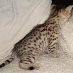 Savannah, F-2B, BST, Female DOB 1-20-20