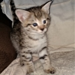 Savannah, F-2B, BST, Female DOB 1-20-20