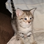 Savannah, F-2B, BST, Female DOB 1-20-20