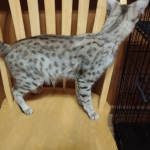 Nova, Savannah, F-2B, BST, Female DOB 1-20-20