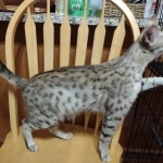 Nova, Savannah, F-2B, BST, Female DOB 1-20-20