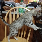 Nova, Savannah, F-2B, BST, Female DOB 1-20-20