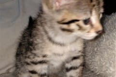 Savannah F-2B Brown (black) spotted female Alika DOB 1-20-20