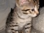 Savannah F-2B Brown (black) spotted female Alika DOB 1-20-20