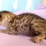 Savannah, F-2B, BST, Female DOB 1-20-20