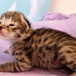 Savannah, F-2B, BST, Female DOB 1-20-20