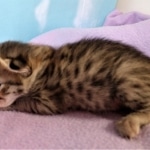 Savannah, F-2B, BST, Female DOB 1-20-20