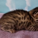 Savannah, F-2B, BST, Female DOB 1-20-20