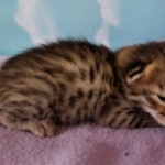 Savannah, F-2B, BST, Female DOB 1-20-20