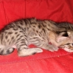 Savannah, F-2B, BST, Female DOB 1-20-20