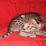 Savannah, F-2B, BST, Female DOB 1-20-20