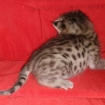 Savannah, F-2B, BST, Female DOB 1-20-20