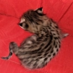 Savannah, F-2B, BST, Female DOB 1-20-20