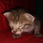 Savannah, F-2B, BST, Female DOB 1-20-20