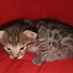 Savannah, F-2B, BST, Female DOB 1-20-20