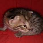 Savannah, F-2B, BST, Female DOB 1-20-20