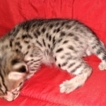 Savannah, F-2B, BST, Female DOB 1-20-20