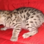 Savannah, F-2B, BST, Female DOB 1-20-20