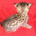 Savannah, F-2B, BST, Female DOB 1-20-20