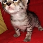 Savannah, F-2B, BST, Female DOB 1-20-20