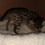 Savannah, F-2B, BST, Female DOB 1-20-20