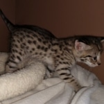 Savannah, F-2B, BST, Female DOB 1-20-20